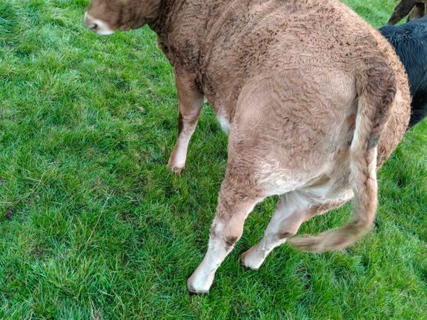 Weanling Heifers - Main image