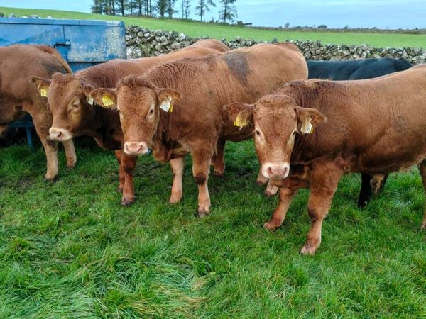 Weanlings - Main image