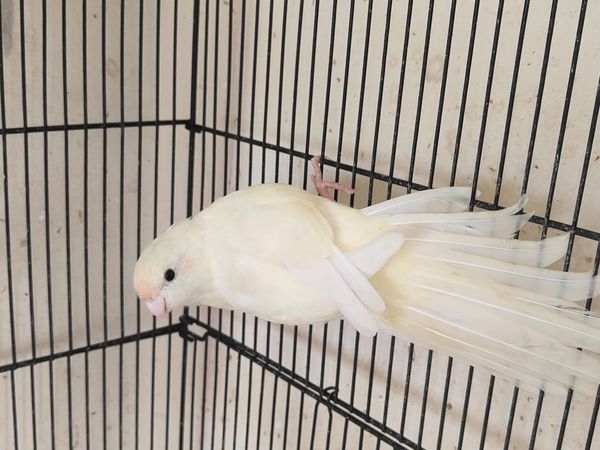 Birds- Kaikairikis looking for a good home - Main image