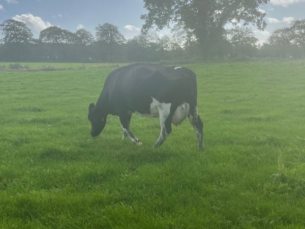 Milking Incalf cows - Main image