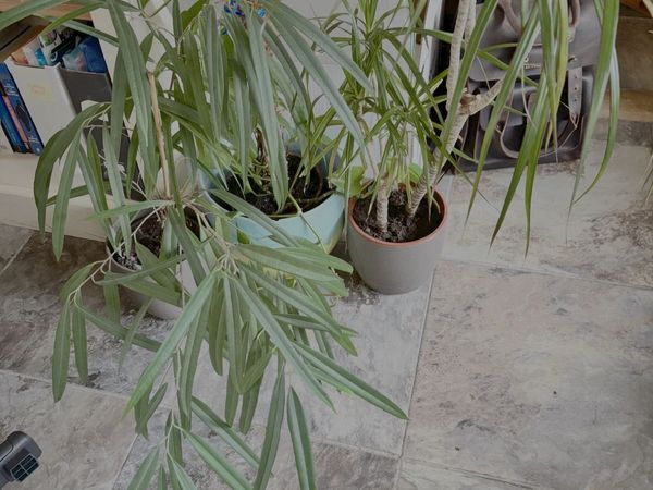 Free to take! Indoor Green Plants (in pots) - Main image