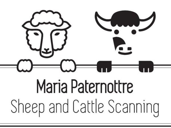 Sheep and Cattle scanning - Main image