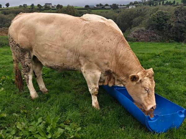 Blonde cows - Main image
