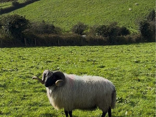 Mayo blackface rams sis - Main image