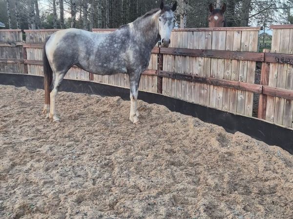 Horse - Main image