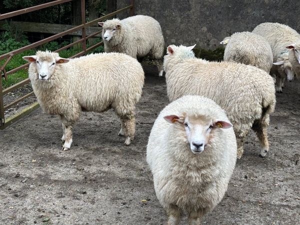 Pedigree Galway ewe lambs - Main image