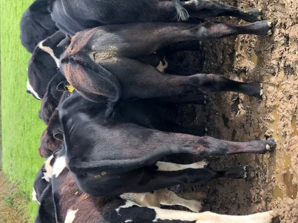 AA & FR Weanlings - Main image