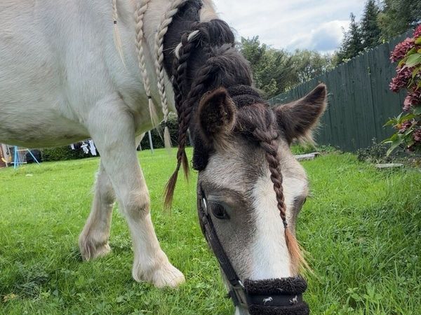 pony for sale in Tipperary for €1,500 on DoneDeal