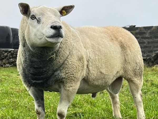 Texel Ram - Main image