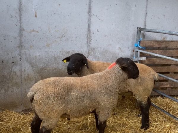 Suffolk hogget rams - Main image