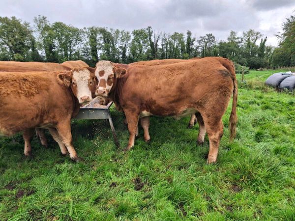 Heifers for carrigallen mart on Thursday 8th Oct. - Main image