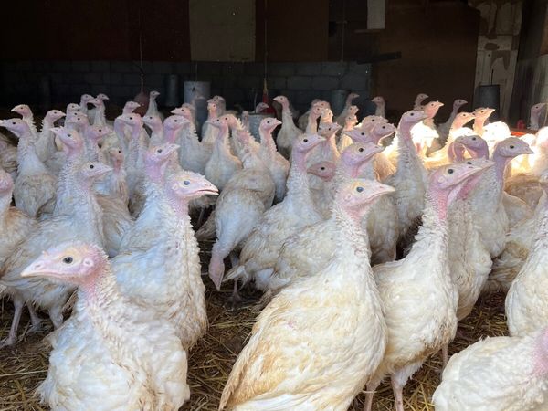 White and Bronze turkeys available - Main image