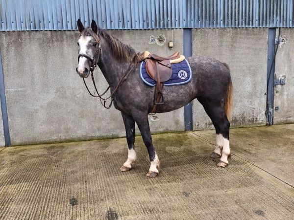 🔥3 YEAR OLD IRISH DRAUGHTS 🔥 - Main image