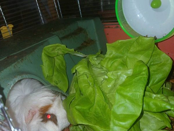 Female Guinea Pig - Main image