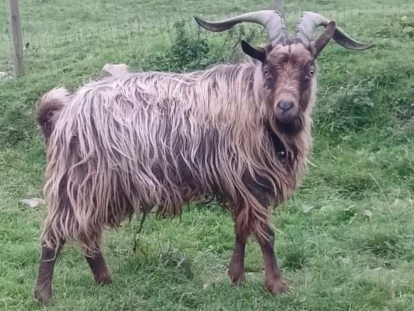 Old Irish puck goat & standard puck goat - Main image