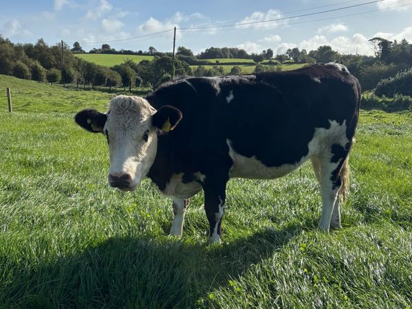 5 star incalf heifers - Main image