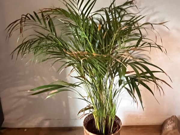 25 Potted Plants & 6 Boxes of Floral Styling Stock - Main image