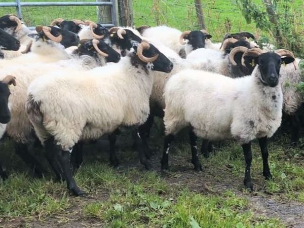 40 Blackface Mountain Hoggets - Main image