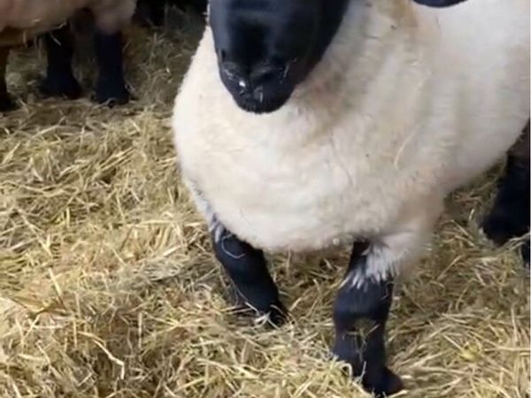 PBR Suffolk Ram & Ewe Lambs - Main image