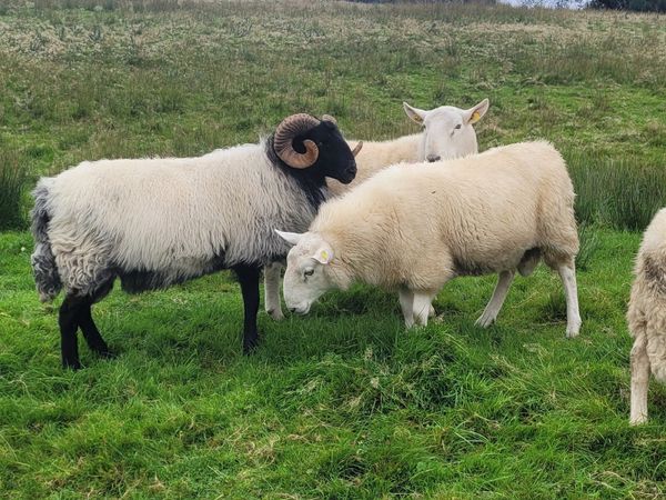 containers for sale mayo | 70 Farming Ads For Sale in Ireland | DoneDeal