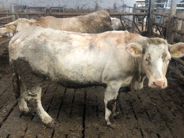 Pedigree Charolais Cows and Calves Updated - Main image