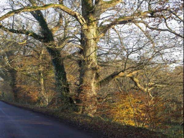 Free Tree Felling and Removal - Main image