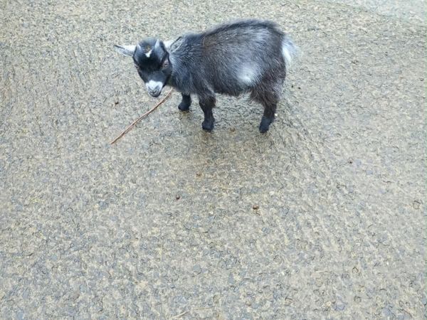 Pygmy Goats for sale male £100, female £200 - Main image
