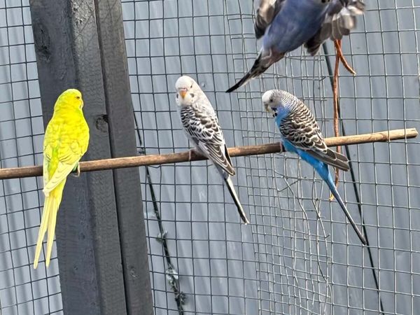 budgies - Main image