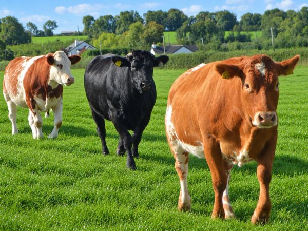 In calf heifer sale 24th Oct Ballymahon Mart - Main image