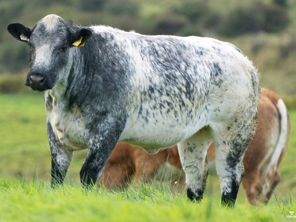 Quality Breeding Maiden Heifers - Main image