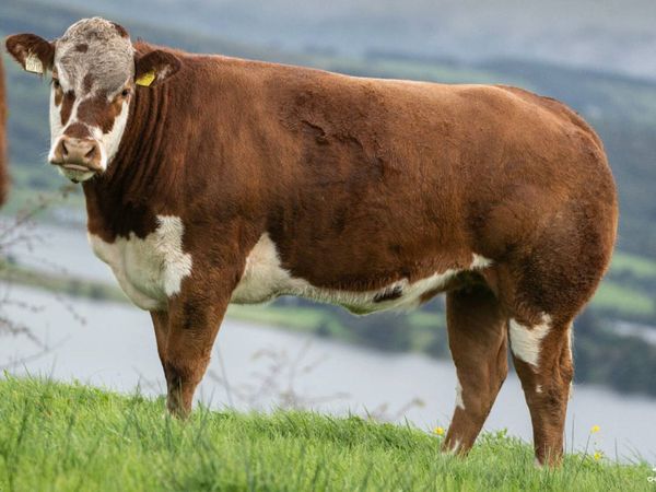 Quality Breeding Maiden Heifers - Main image
