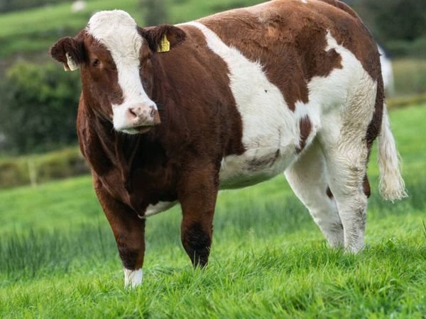 Quality Breeding Maiden Heifers - Main image