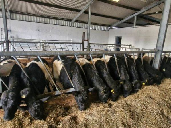 Weanling heifers - Main image