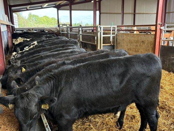 23 top quality 250kg heifer Weanlings 🔥 - Main image