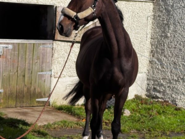 4 yo athletic gelding - Main image