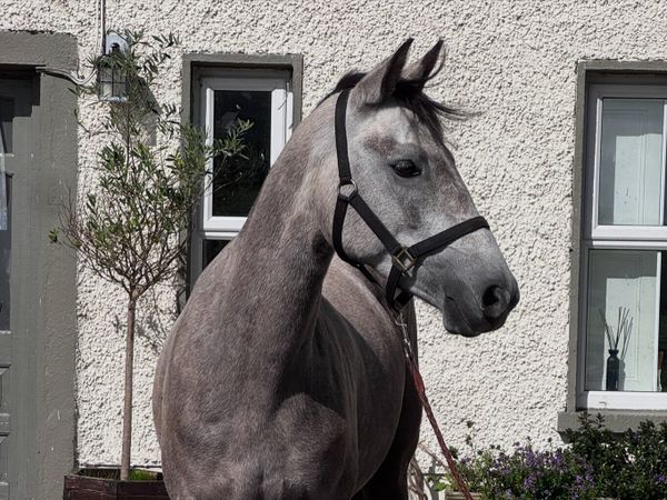 4 yo Connemara mare - Main image