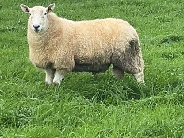 Pb Wicklow Cheviot Hoggets - Main image
