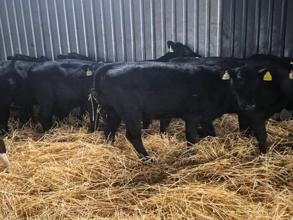 Weanking Heifers - Main image