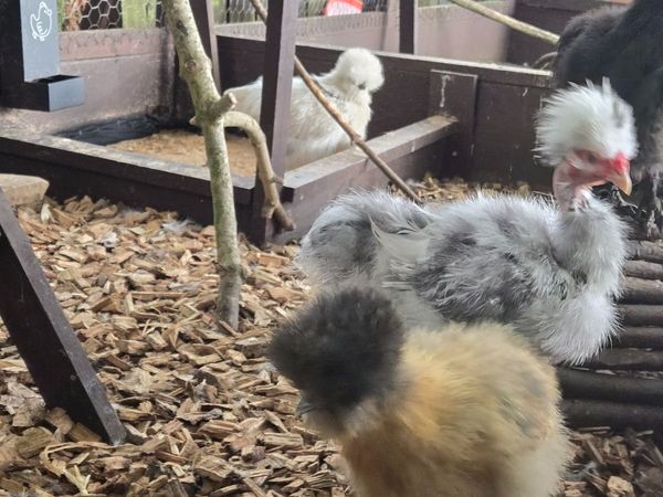 Silkie Naked Neck Rooster - Main image