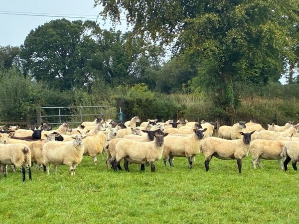 Hogget sheep - Main image