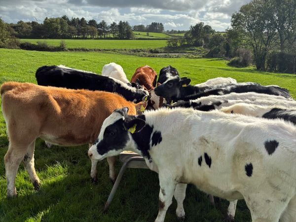 Blue Hereford and lim heifers - Main image