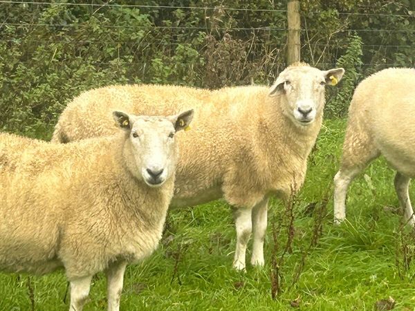 Aged ewes - Main image