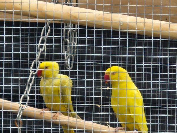Birds - Main image