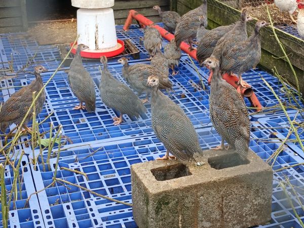 GUINEA FOWL KEETS - Main image