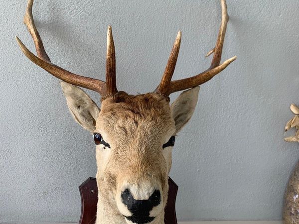 Stags Head - Main image
