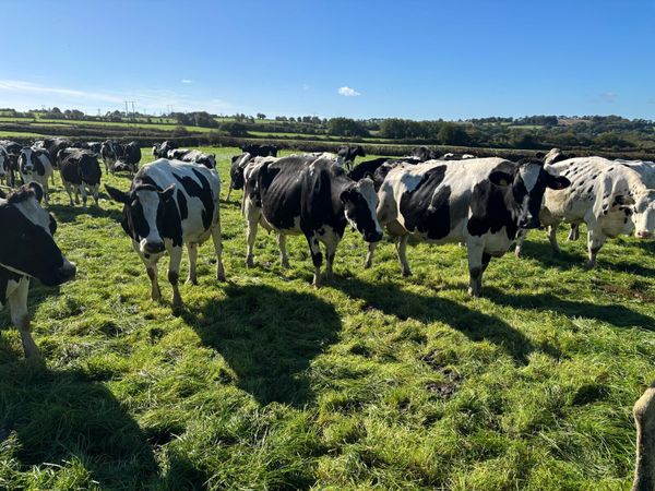 Incalf milking cows - Main image