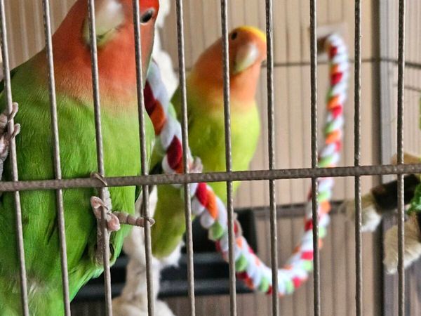 Peach Faced Lovebirds - Main image