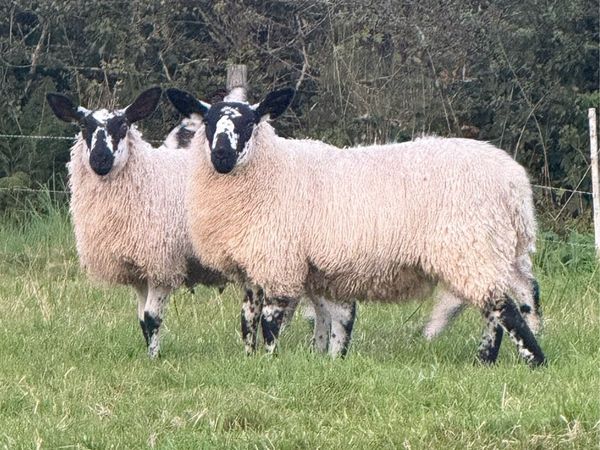 Milford X Ewe Lambs - Main image
