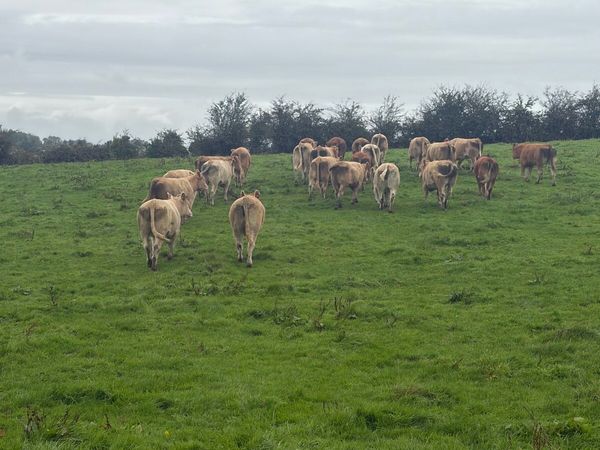 44 super store heifers - Main image