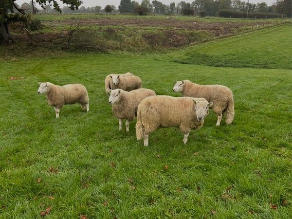 Wicklow cheviot rams Ballinasloe mart 8th October - Main image